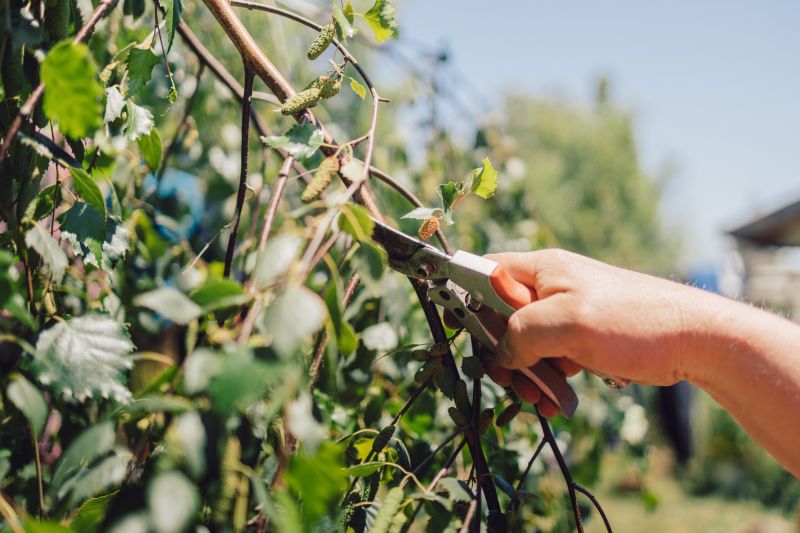 Birch Tree Pruning in San Jose, CA