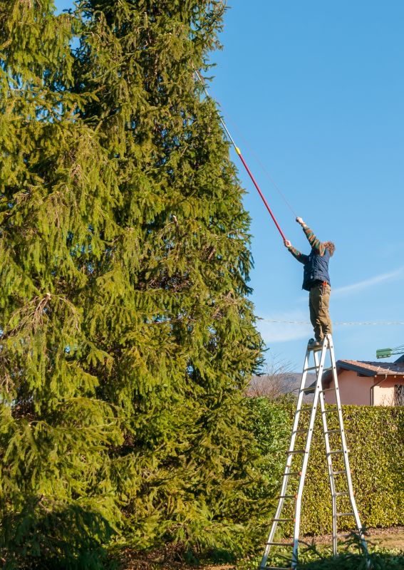 Pine Tree Trimming