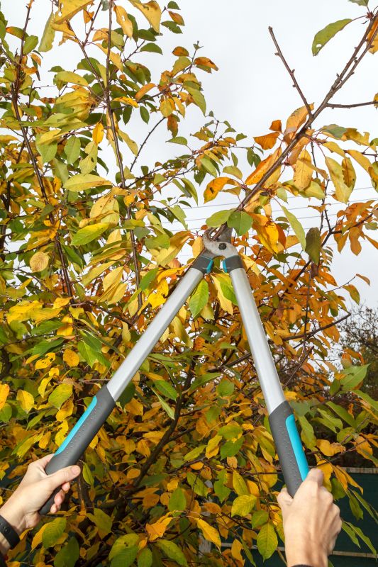 Apple Tree Pruning in San Jose, CA