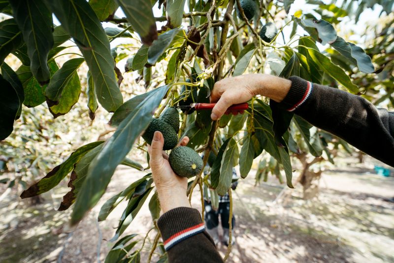 Apple Tree Pruning in Aiken, SC