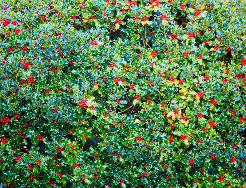 Blackberry Bush Removal in Ventura County, CA