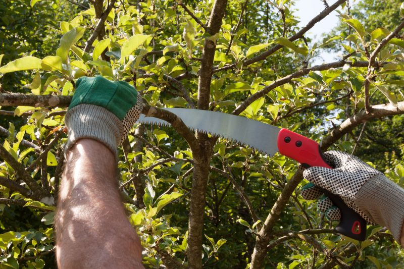 Bradford Pear Tree Pruning in Aiken, SC