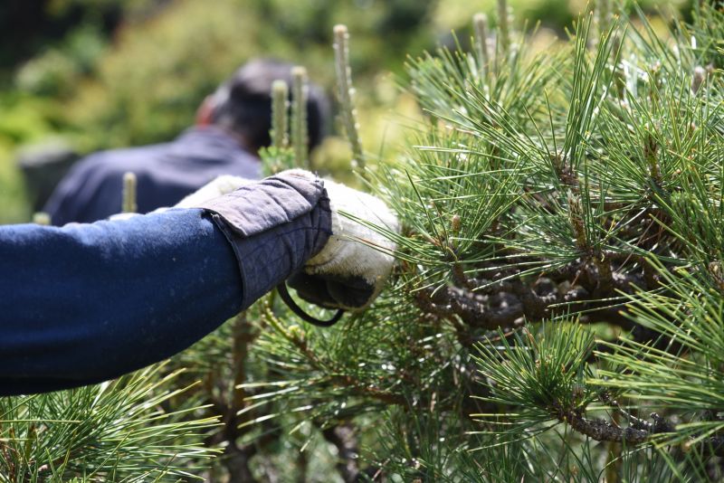 Cedar Tree Pruning in Pottstown, PA