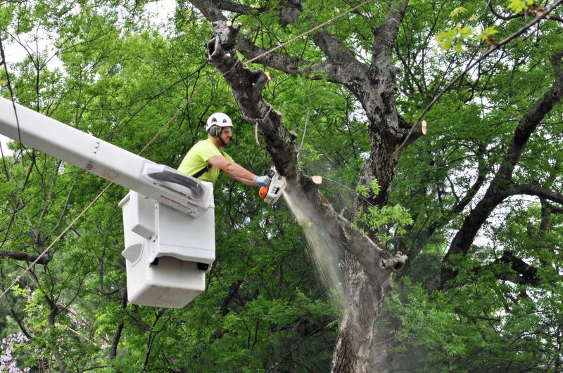 Commercial Tree Trimming in Littleton, CO