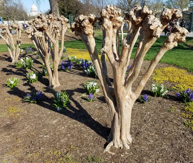 Crape Myrtle Pruning in Ventura County, CA