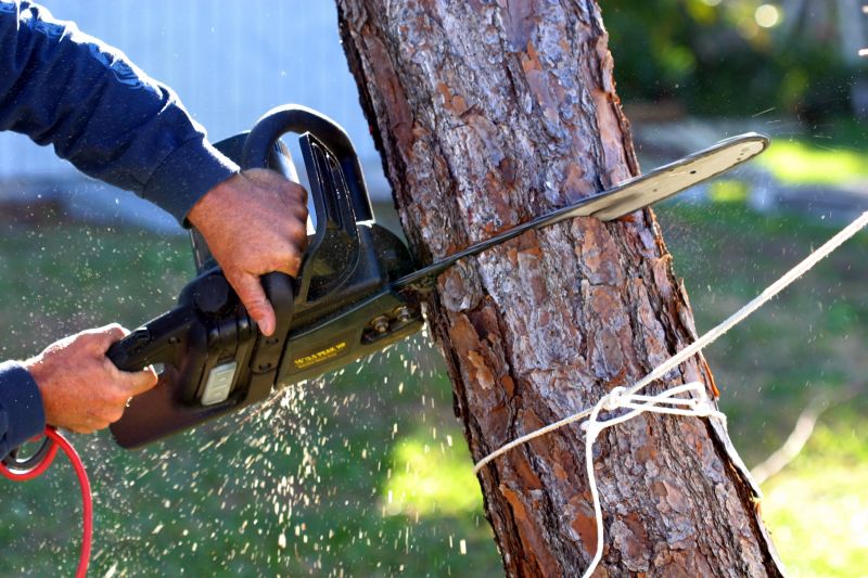 Cypress Tree Removal in Bucks County, PA