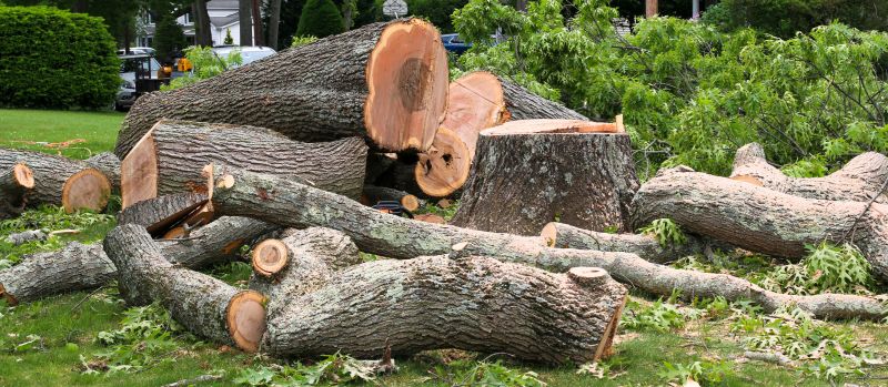 Cypress Tree Removal in Aiken, SC