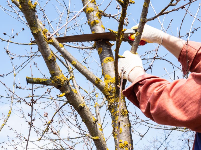 Deadwood Removal in Allentown, PA