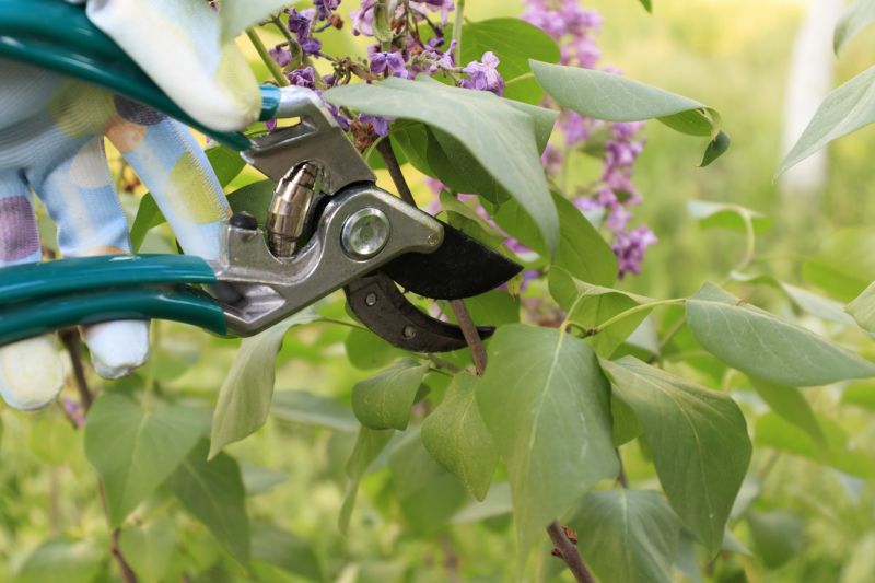 Forsythia Pruning in Ventura County, CA