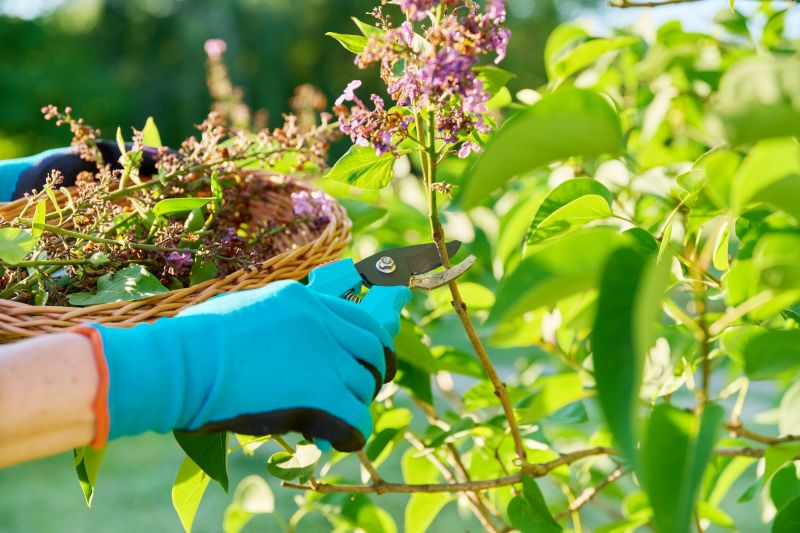 Honeysuckle Trimming in Rockwall, TX