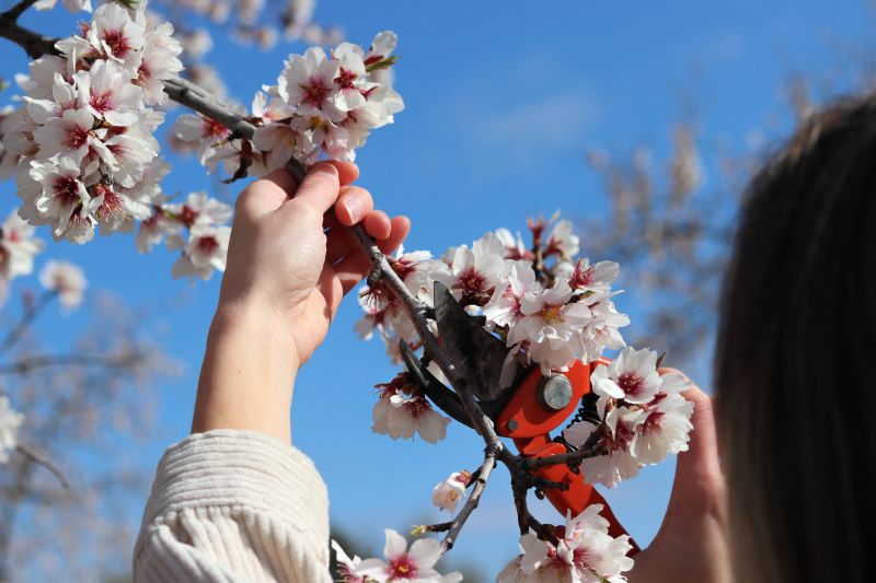 Magnolia Tree Pruning in Pottstown, PA