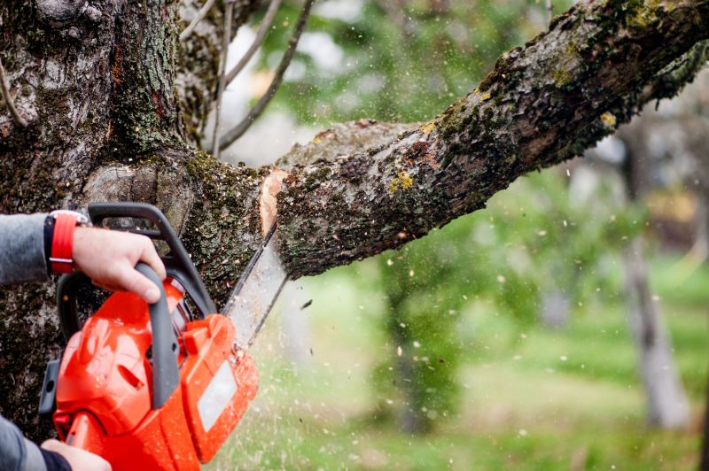 Mimosa Tree Removal in Reno, NV