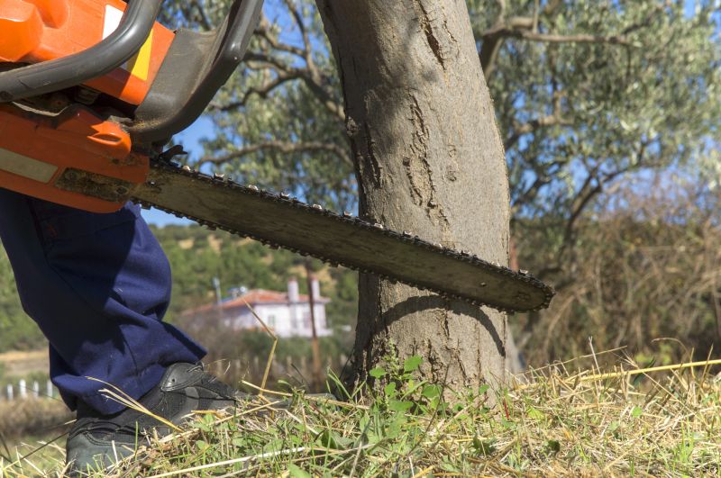 Mimosa Tree Removal in Aiken, SC