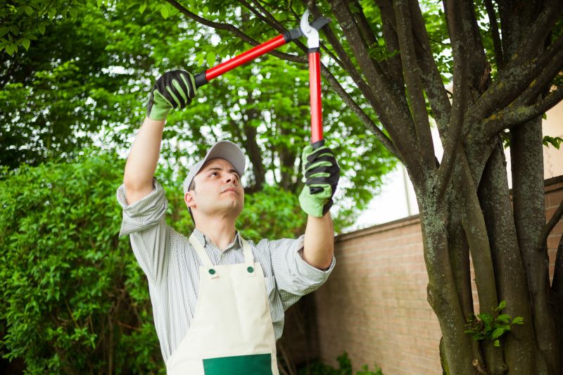 Orchard Tree Pruning in San Jose, CA