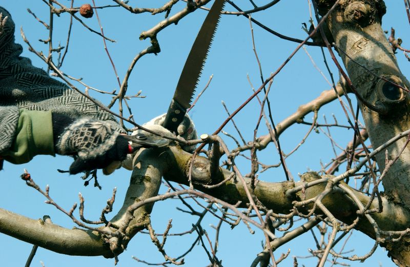 Orchard Tree Pruning in Allentown, PA