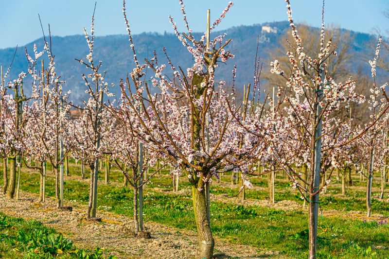 Orchard Tree Pruning in Doylestown, PA