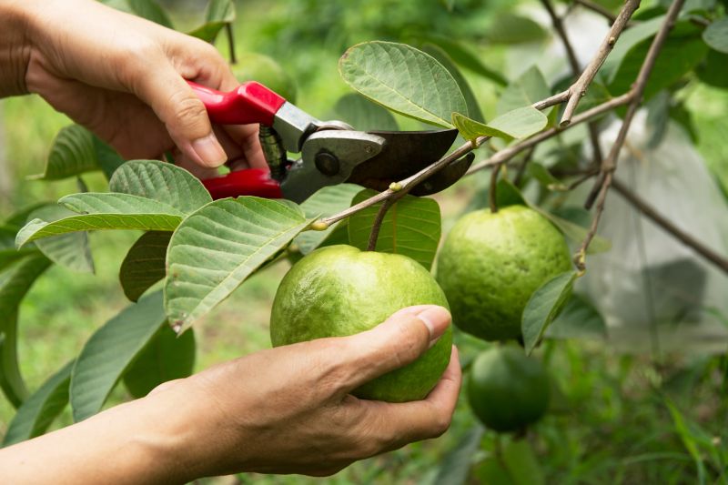 Peach Tree Pruning in San Jose, CA