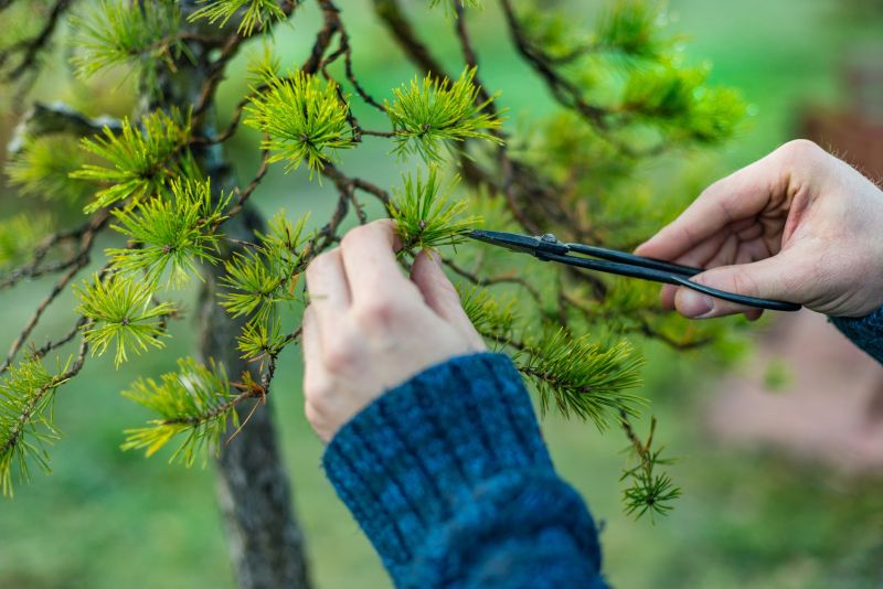 Pear Tree Pruning in Doylestown, PA