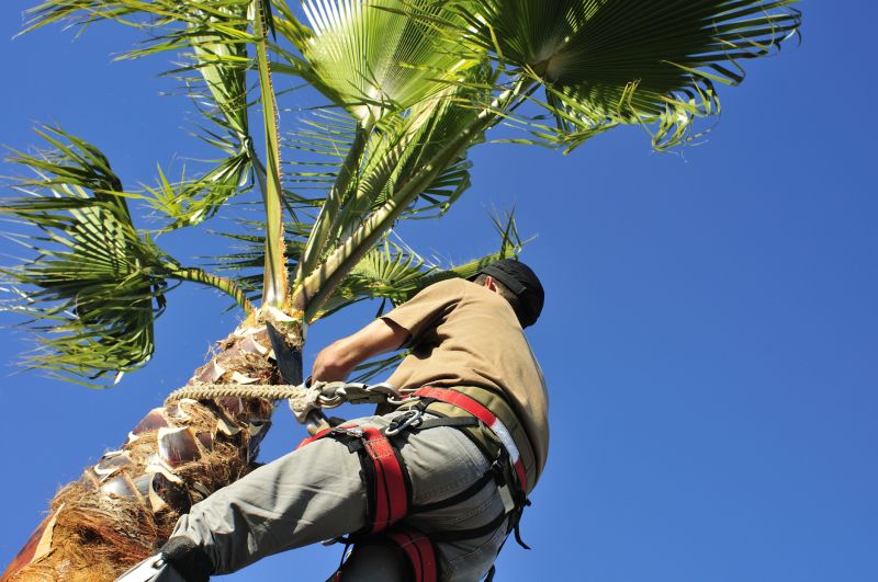 Pine Tree Trimming Costs — Cost of Pine Tree Trimming