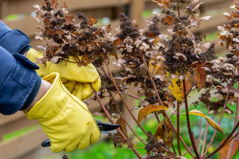 Rhododendron Pruning in Ventura County, CA