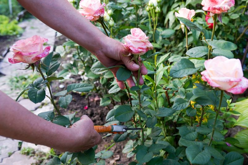 Shrub Pruning in Aiken, SC