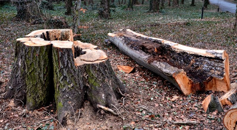 Tree Removal Service in Doylestown, PA