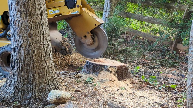 Tree Root Grinding in Calvert County, MD