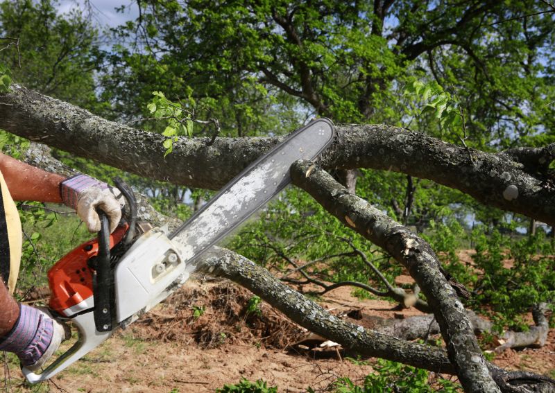 Tree Service in Bucks County, PA