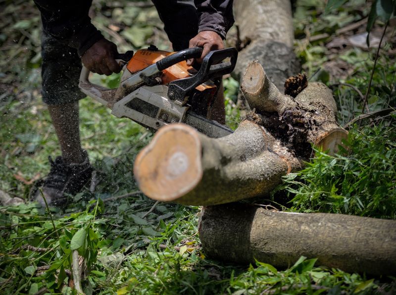 Tree Service in Montgomery County, PA