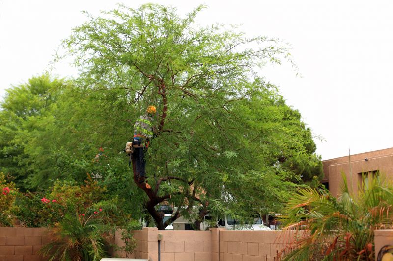 Tree Service in San Jose, CA