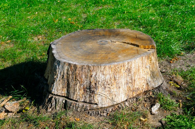 Tree Stump Removal in Aiken, SC