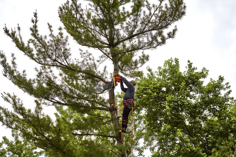Seasonal Tree Service Providers